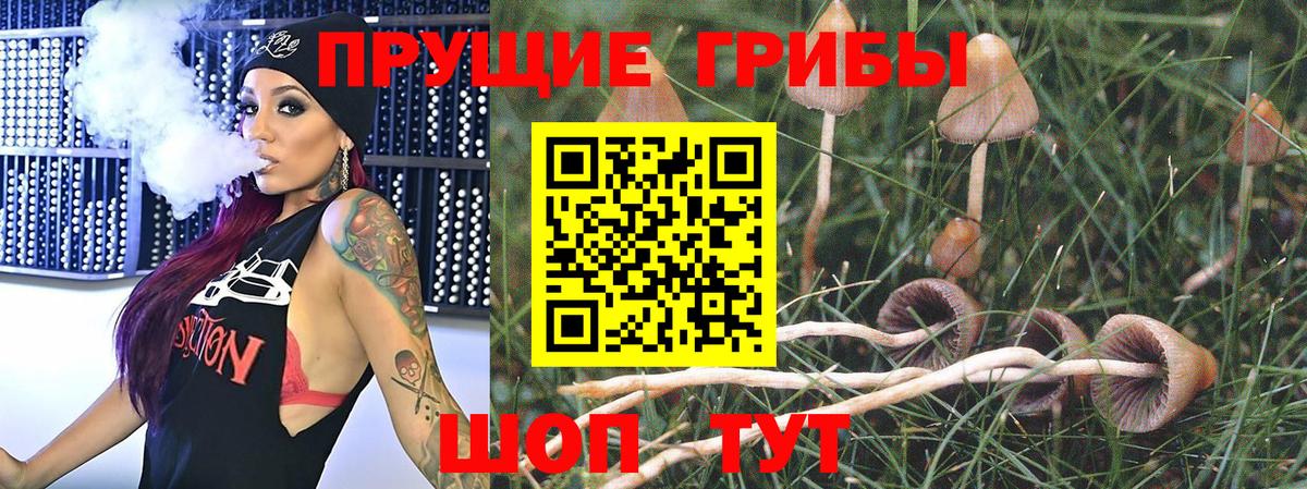 Славгород  Псилоцибиновые грибы мухоморы  Вход с VPN 